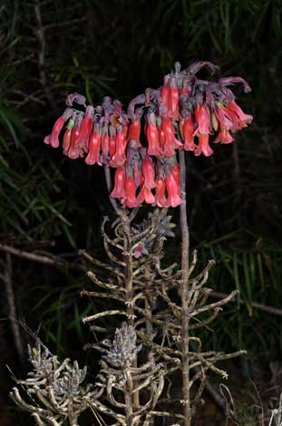 APII jpeg image of Bryophyllum delagoense  © contact APII