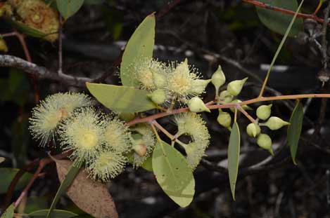 APII jpeg image of Eucalyptus oxymitra  © contact APII