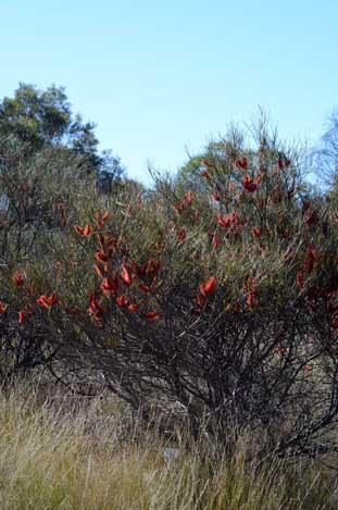 APII jpeg image of Hakea bucculenta  © contact APII