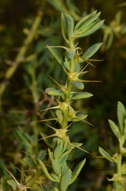 APII jpeg image of Sclerolaena intricata  © contact APII