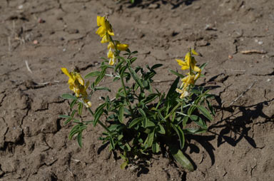 APII jpeg image of Crotalaria dissitiflora subsp. dissitiflora  © contact APII