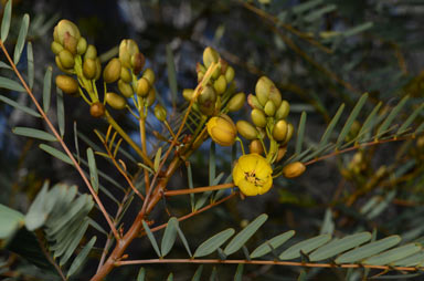 APII jpeg image of Senna pleurocarpa var. longifolia  © contact APII