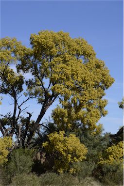 APII jpeg image of Acacia murrayana  © contact APII