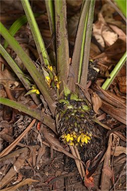 APII jpeg image of Molineria capitulata  © contact APII