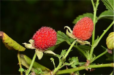 APII jpeg image of Rubus rosifolius var. rosifolius  © contact APII