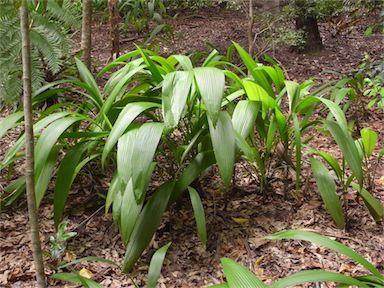 APII jpeg image of Molineria capitulata  © contact APII