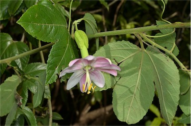 APII jpeg image of Passiflora tarminiana  © contact APII