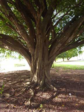 APII jpeg image of Ficus benjamina  © contact APII