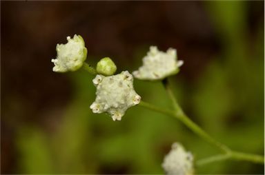 APII jpeg image of Parthenium hysterophorus  © contact APII