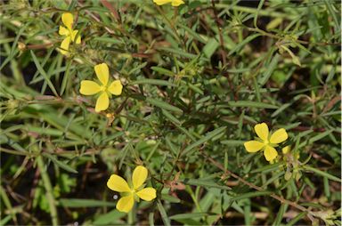 APII jpeg image of Ludwigia octovalvis  © contact APII