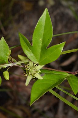 APII jpeg image of Passiflora suberosa  © contact APII