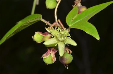 APII jpeg image of Passiflora suberosa  © contact APII