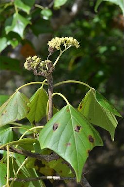 APII jpeg image of Gyrocarpus americanus subsp. americanus  © contact APII