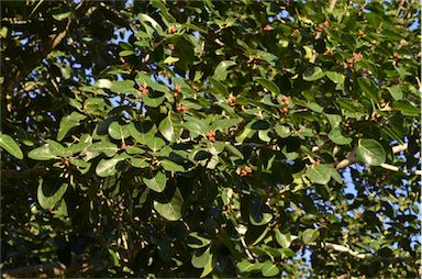 APII jpeg image of Ficus virens  © contact APII