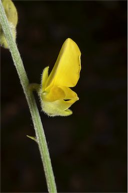 APII jpeg image of Crotalaria juncea  © contact APII