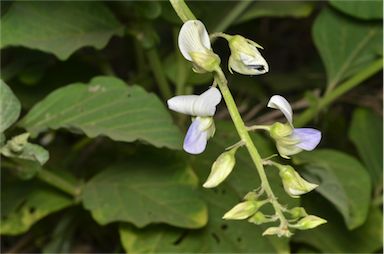 APII jpeg image of Crotalaria verrucosa  © contact APII