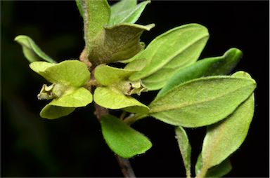 APII jpeg image of Macropteranthes leichhardtii  © contact APII