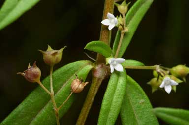 APII jpeg image of Oldenlandia corymbosa var. corymbosa  © contact APII