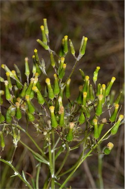 APII jpeg image of Senecio quadridentatus  © contact APII