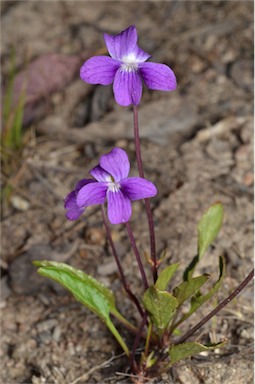 APII jpeg image of Viola betonicifolia subsp. betonicifolia  © contact APII