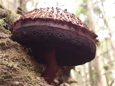 APII jpeg image of Boletellus emodensis  © contact APII