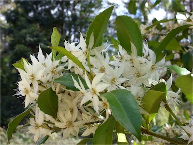 APII jpeg image of Doryphora sassafras  © contact APII