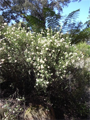 APII jpeg image of Pomaderris obcordata  © contact APII