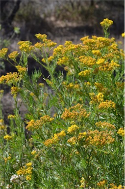 APII jpeg image of Senecio anethifolius x lanibracteus  © contact APII