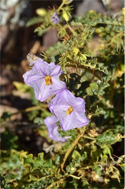 APII jpeg image of Solanum petrophilum  © contact APII