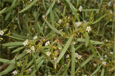 APII jpeg image of Myoporum platycarpum subsp. platycarpum  © contact APII