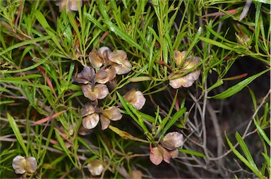 APII jpeg image of Dodonaea viscosa subsp. angustissima  © contact APII