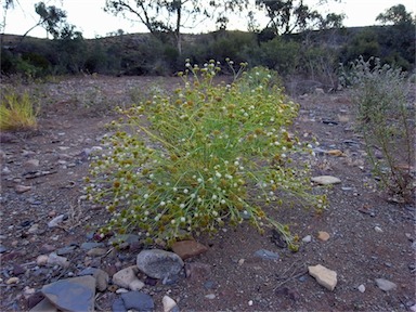 APII jpeg image of Trachymene glaucifolia  © contact APII