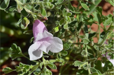 APII jpeg image of Eremophila macdonnellii  © contact APII