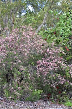 APII jpeg image of Leptospermum spectabile 'Aphrodite'  © contact APII