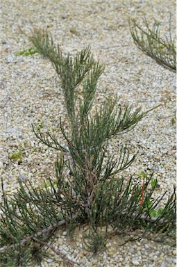 APII jpeg image of Allocasuarina crassa  © contact APII