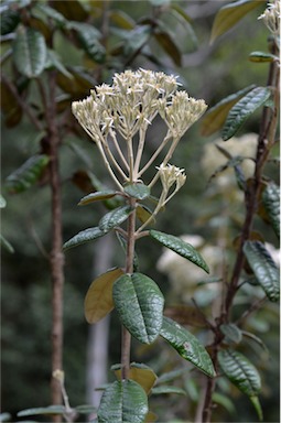 APII jpeg image of Olearia covenyi  © contact APII