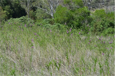 APII jpeg image of Polygala virgata  © contact APII