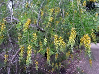 APII jpeg image of Persoonia pinifolia  © contact APII