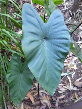 APII jpeg image of Colocasia esculenta 'Fontanesii'  © contact APII