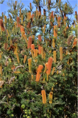 APII jpeg image of Banksia 'Giant Candles'  © contact APII