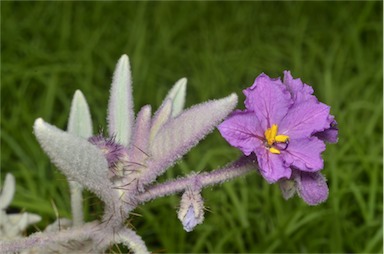 APII jpeg image of Solanum lithophilum  © contact APII