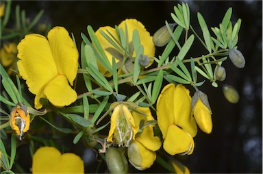 APII jpeg image of Gompholobium latifolium  © contact APII