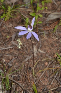 APII jpeg image of Caladenia caerulea  © contact APII