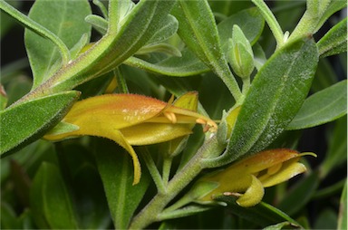 APII jpeg image of Eremophila 'Amber Carpet'  © contact APII