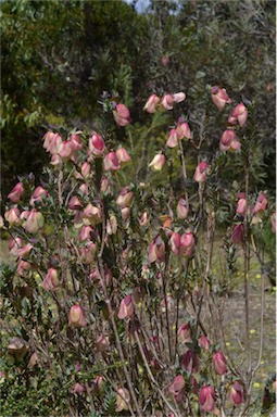 APII jpeg image of Pimelea physodes  © contact APII