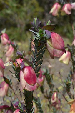 APII jpeg image of Pimelea physodes  © contact APII