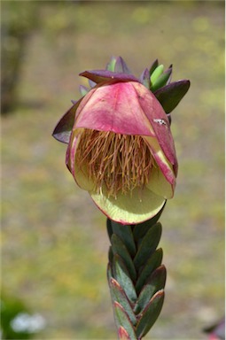 APII jpeg image of Pimelea physodes  © contact APII