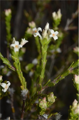 APII jpeg image of Pimelea phylicoides  © contact APII