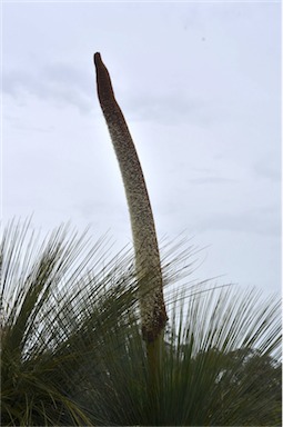 APII jpeg image of Xanthorrhoea australis  © contact APII