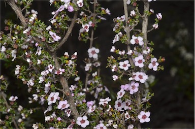 APII jpeg image of Baeckea crassifolia  © contact APII